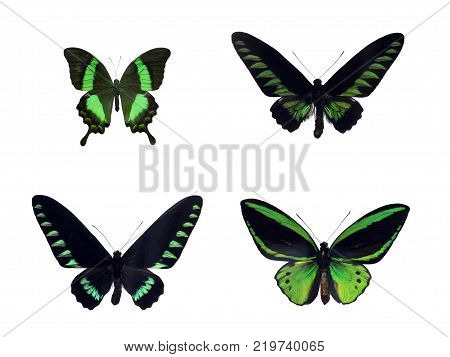 Set of four beautiful green tropical butterflies of Indonesia and Malaysia. Papilio palinurus palinurus, Trogonoptera brookiana, Trogonoptera trojana, Ornithoptera priamus poseidon