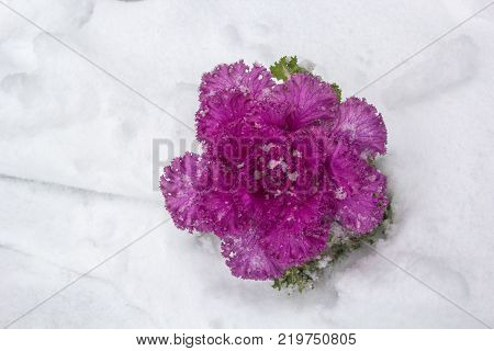 Pink lilac color Brassica Oleracea Ornamental Cabbage in the snow, top view