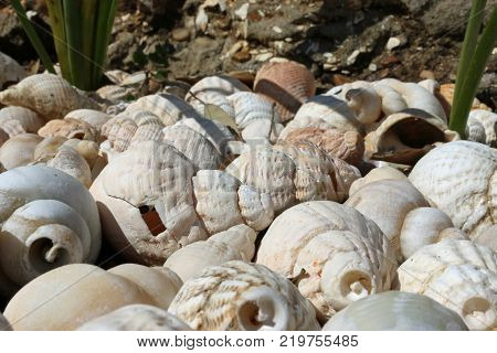 Whelk Shells On Beach