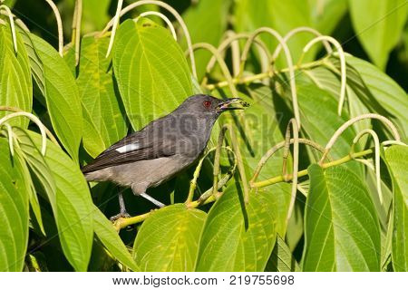 Long-tailed sibia gray bird feeding on long pepper at Fraser's Hill, Malaysia, South east Asia (Heterophasia picaoides)
