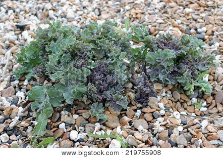 Sea kale (Crambe maritima) on a shingle beach with a background of pebbles and shells.
