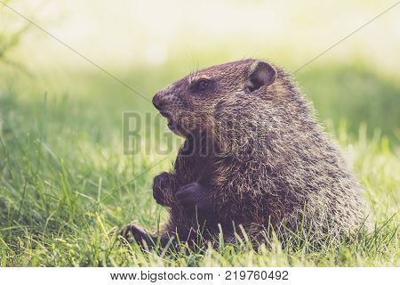 Young Groundhog (Marmota Monax) sitting in green grass holding tail between legs