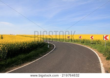Rapeseed field Blooming canola flowers close up. Bright Yellow rapeseed oil. Flowering rapeseed