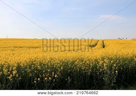 Rapeseed field Blooming canola flowers close up. Bright Yellow rapeseed oil. Flowering rapeseed
