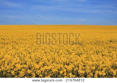 Rapeseed field Blooming canola flowers close up. Bright Yellow rapeseed oil. Flowering rapeseed
