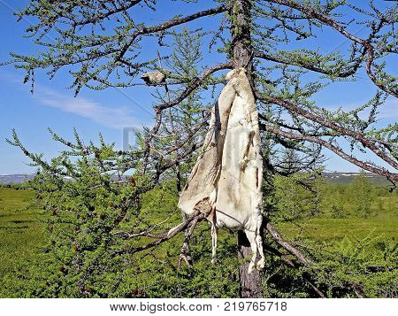 Skin of a young deer on a tree. Animal skin
