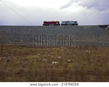 The reindeer graze near the railway. Diesel locomotive on the railway