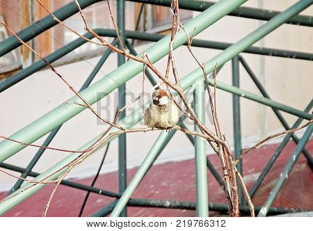 A sparrow is sitting on a sprig of birch