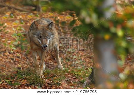 Canis lupus. Wolf in winter nature. Pictures from the National Park. Living all over Europe.