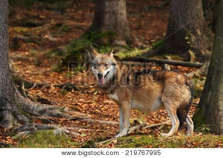 Canis lupus. Wolf in winter nature. Pictures from the National Park. Living all over Europe.