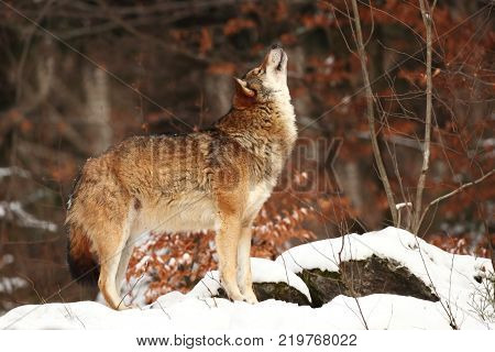 Canis lupus. Wolf in winter nature. Pictures from the National Park. Living all over Europe.