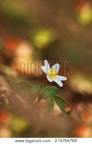 It grows in Europe, East Asia covers areas in North Korea. It grows well in North America from California to Alaska.Free nature of Czech. Beautiful plant. Spring nature. Beautiful colors.