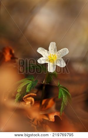Free nature of Czech. Beautiful plant. Spring nature. Beautiful colors.It grows in Europe, East Asia covers areas in North Korea. It grows well in North America from California to Alaska.