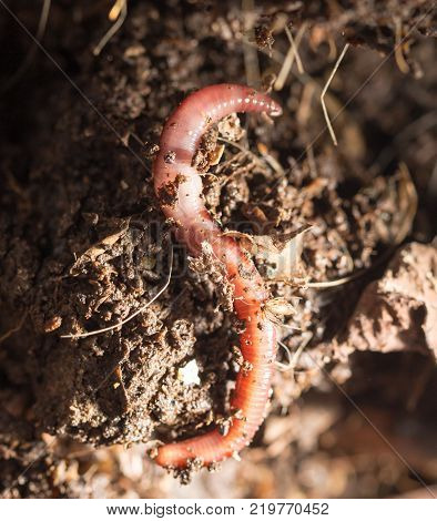 red worms in compost - bait for fishing .