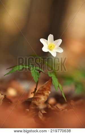 Free nature of Czech. Beautiful plant. Spring nature. Beautiful colors.It grows in Europe, East Asia covers areas in North Korea. It grows well in North America from California to Alaska.