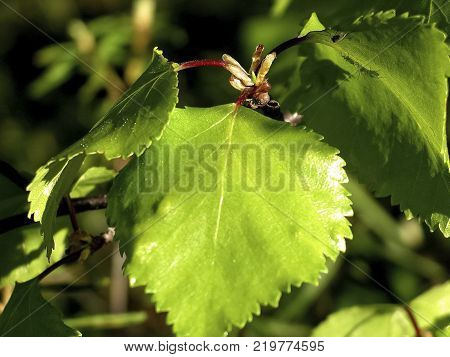 Birch with green leaves in summer. Thicket birches