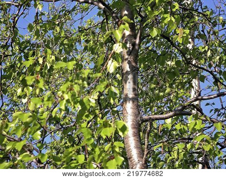 Birch with green leaves in summer. Thicket birches