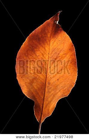 Terug verlicht Bradford peer (Pyrus calleryana) Leaf op zwarte achtergrond