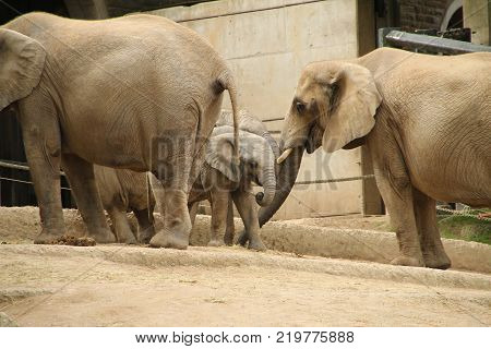 Elephant in safari. African elephant in the wild.  