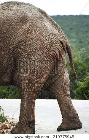 Elephant in safari. African elephant in the wild. 