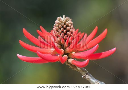 Blomma av de Rojo färgläg
