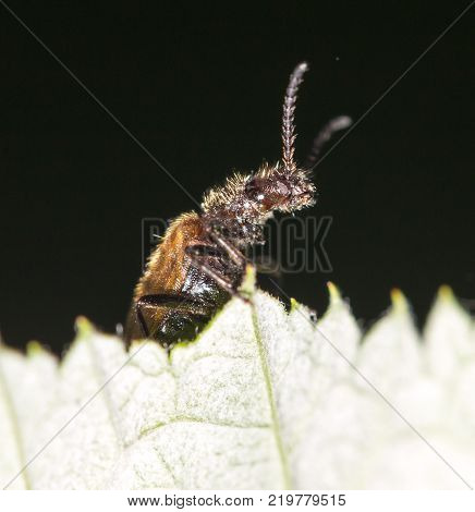 small insect in nature. macro . In the park in nature