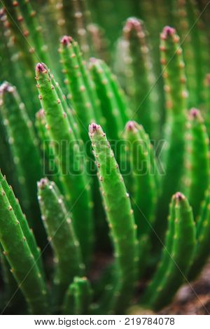 Close Up On Stapelia Pilansii Cactus Plant