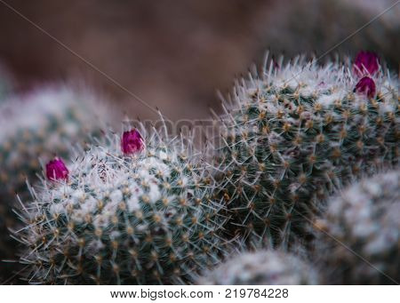 Close Up On Stapelia Pilansii Cactus Plant