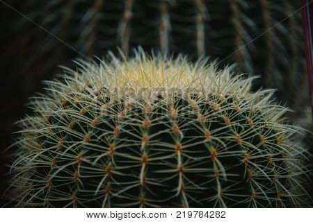Close Up On Stapelia Pilansii Cactus Plant