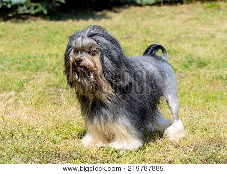 Little Lion Dog looks aside. The Löwchen is on the grass in park.