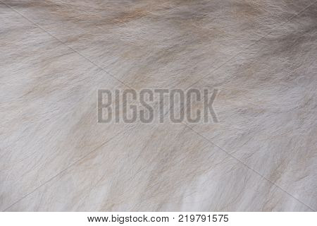 Gray brown fur texture of fluufy cat. Close-up of gray animal fur background