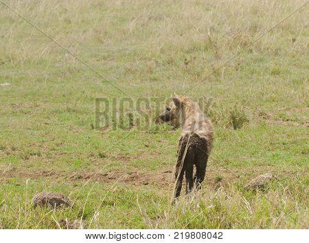 Closeup of Spotted Hyena (scientific name: Crocuta crocuta, or 