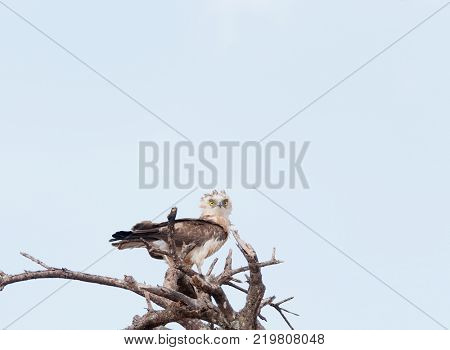 Southern Banded Snake Eagle (Circaetus fasciolatus) in Tarangire National Park