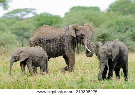 Closeup of African Elephant (scientific name: Loxodonta africana, or 