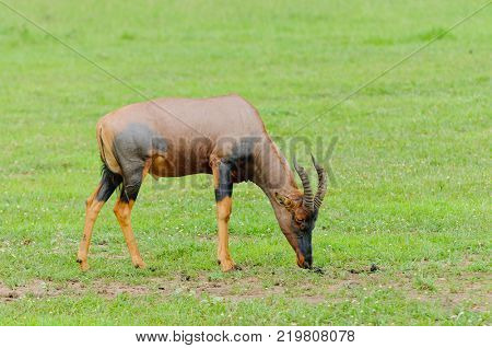 Closeup of Topi (scientific name: Damaliscus lunatus jimela or 