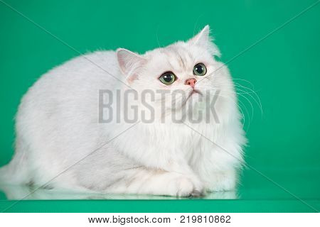 Studio portrait of White British long hair cat with green eyes