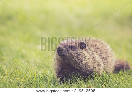 Young Groundhog (Marmota Monax) walking in green grass on a spring morning