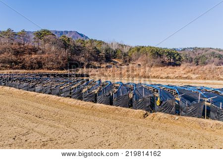 South Korean Red Ginseng Farm