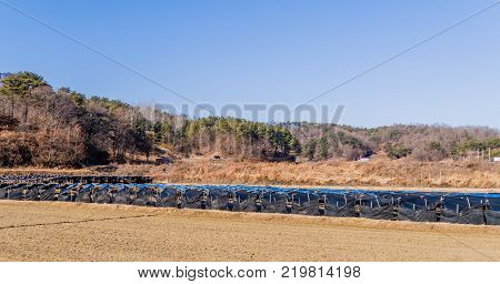 South Korean Red Ginseng Farm