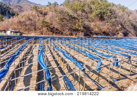 South Korean Red Ginseng Farm