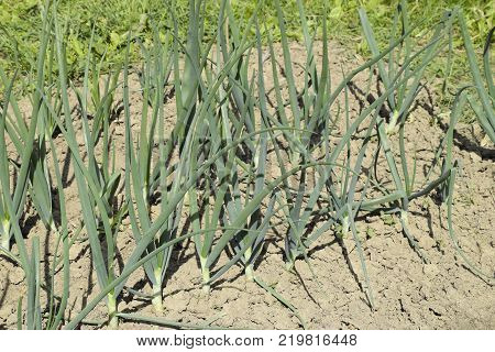 Cultivation Of Onions In The Garden. The Bed Of Onions Ordinary Bulb. Slebli Leaves And Spicy Vegeta