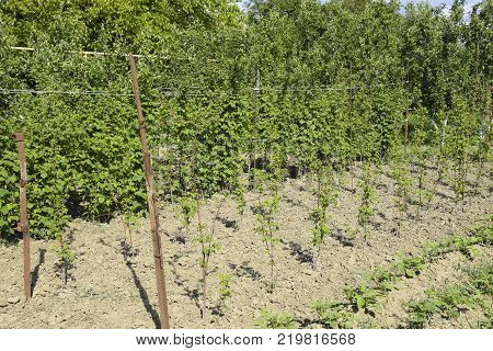 The beds raspberries. The stems of raspberries on a trellis Squirting. Growing raspberries in the garden.