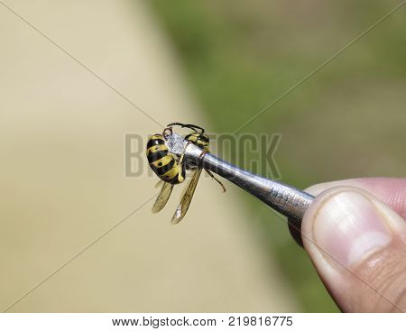 Common wasp on tweezers. Caught a wasp