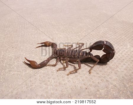 Scorpion. Poisonous chlenistonogy deserts in the Emirates.