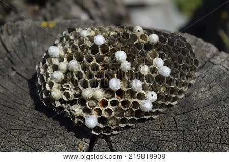 Wasp nest lying on a tree stump. Wasps polist. The nest of a family of wasps which is taken a close-up.