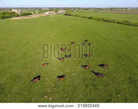Grazing horses on the field. Shooting horses from quadrocopter. Pasture for horses