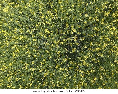 Field of flowering rape. Top view from the drone. Rape, a syderatic plant with yellow flowers. Field with siderates.