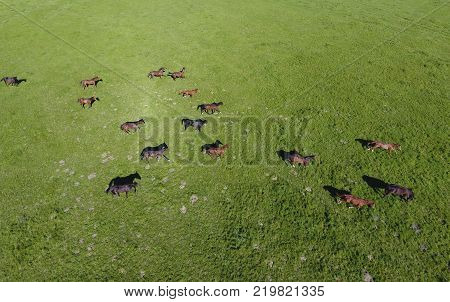 Grazing horses on the field. Shooting horses from quadrocopter. Pasture for horses