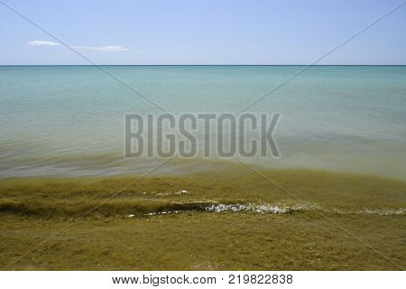 Coastal sea waves. Seawater with seaweed. Coastal algae. Sea beach