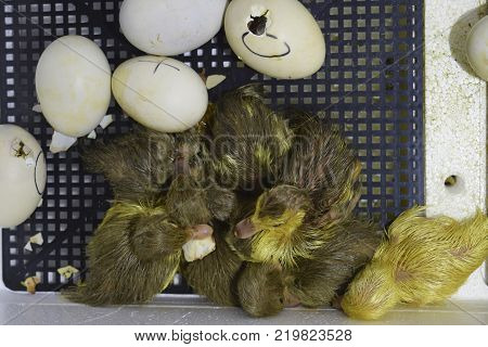 Hatching of eggs of ducklings of a musky duck in an incubator. Cultivation of poultry.